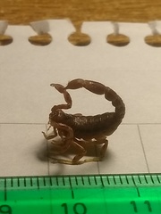 Bothriurus bonariensis