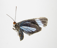 Esthemopsis sericina