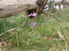 Moraea simulans