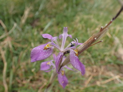 Moraea simulans