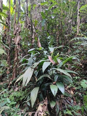 Corymborkis veratrifolia