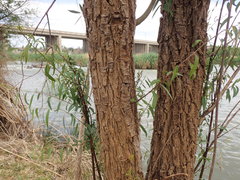 Salix mucronata mucronata