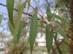 Salix mucronata mucronata