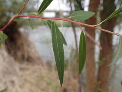 Salix mucronata mucronata