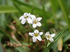 Limosella longiflora