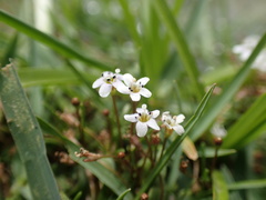 Limosella longiflora