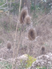 Dipsacus fullonum