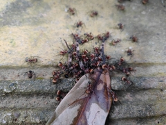 Polyrhachis bihamata