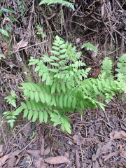 Osmunda regalis