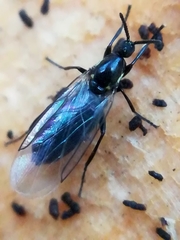 Scatopse notata