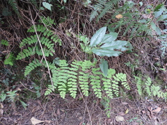 Osmunda regalis