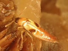 Lordithon thoracicus