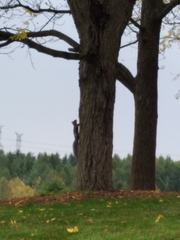 Sciurus carolinensis