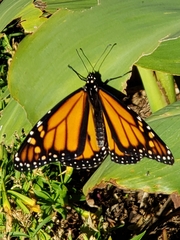 Danaus plexippus