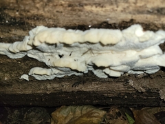 Pseudospongipellis delectans