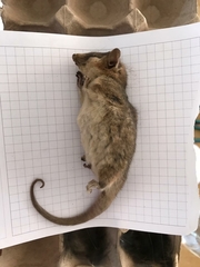 Dromiciops