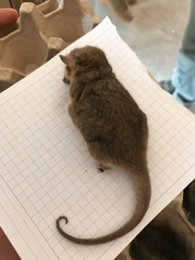 Dromiciops