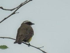 Myiozetetes similis