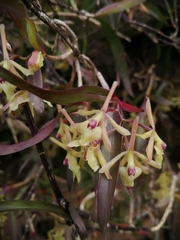 Epidendrum propinquum