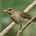 Creamy-bellied Thrush - Photo (c) Egon Fink, some rights reserved (CC BY-SA)