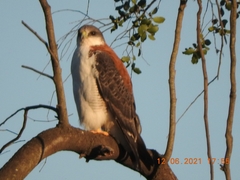 Geranoaetus polyosoma
