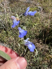 Salvia azurea azurea