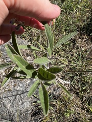Salvia azurea azurea