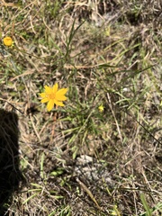 Coreopsis grandiflora inclinata
