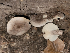 Lactarius cinereus