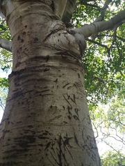 Melicoccus bijugatus