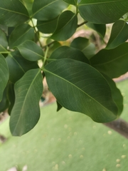 Melicoccus bijugatus