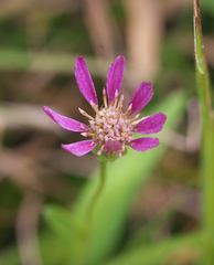 Aster rugulosus