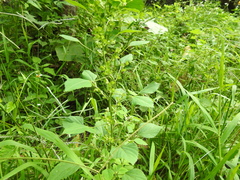 Acalypha indica indica