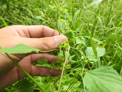 Acalypha indica indica
