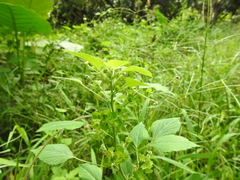 Acalypha indica indica