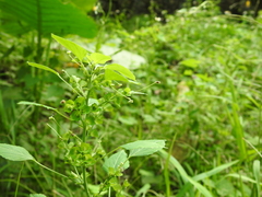 Acalypha indica indica