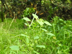 Acalypha indica indica