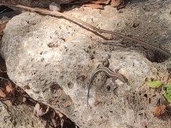 Anatololacerta ibrahimi