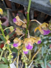 Aerides