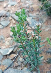 Lobostemon capitatus