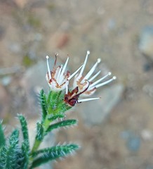 Lobostemon capitatus