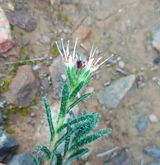 Lobostemon capitatus