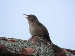 Troglodytes aedon