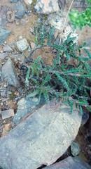 Lobostemon capitatus