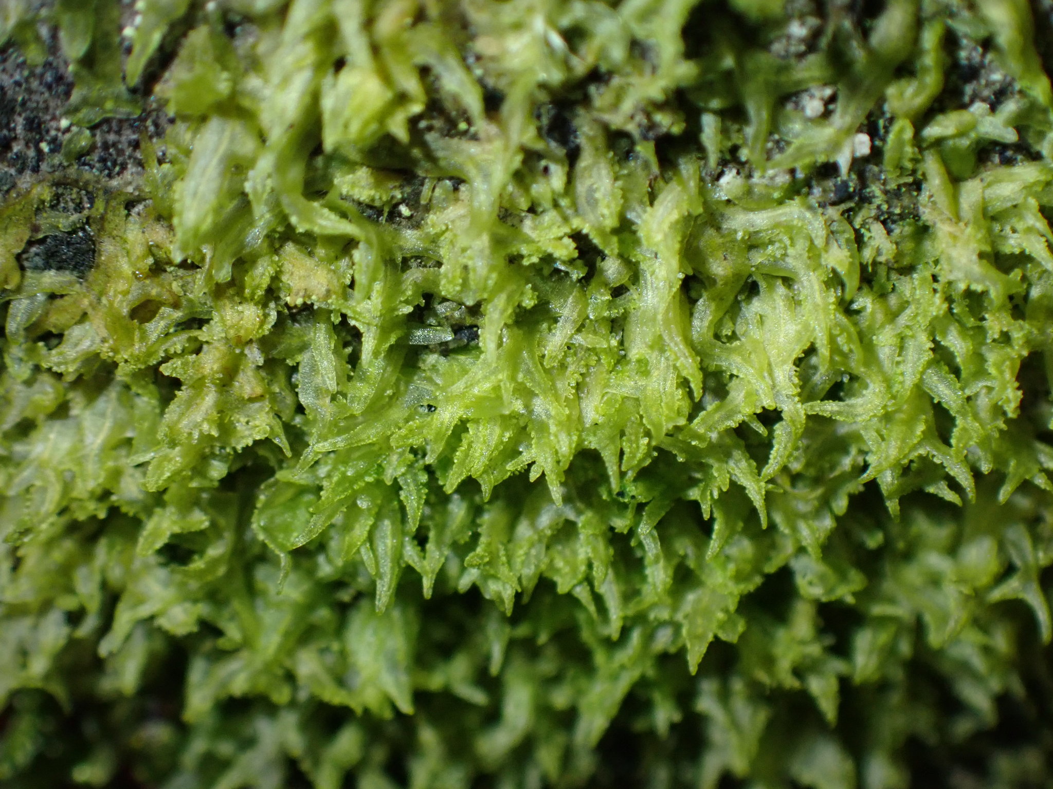 Metzgeria consanguinea