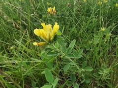 Chamaecytisus supinus