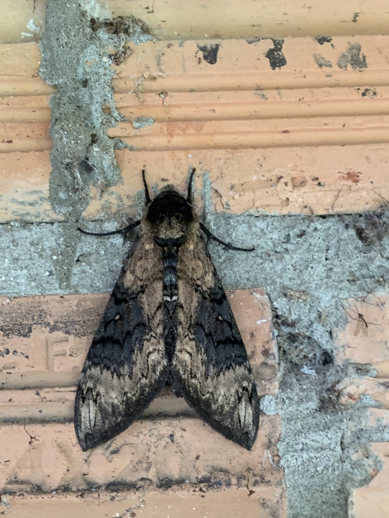 Manduca contracta