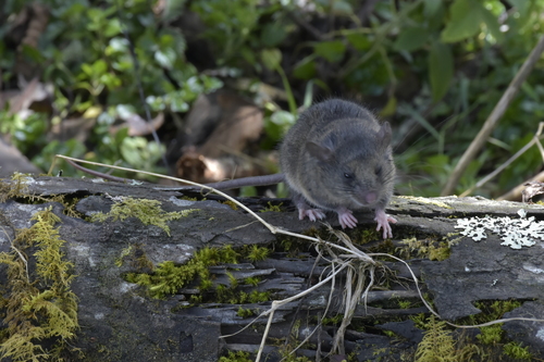 Beady-eyed Mouse (Thomasomys baeops) — Least Concern Mammalia