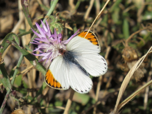 Desert Orange Tip