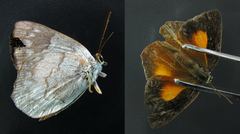 Euselasia euphaes